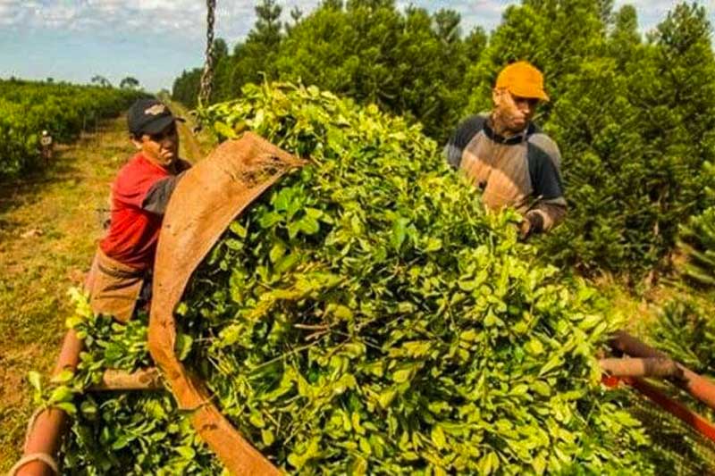 La conformación de un semáforo, para distinguir el estado de la producción en base a su coloratura, permite distinguir 3 verdes (estables hasta el momento debido a una demanda activa o alguna estrategia de manejo), 1 amarillo (inestable) y 15 rojos (en caída).
