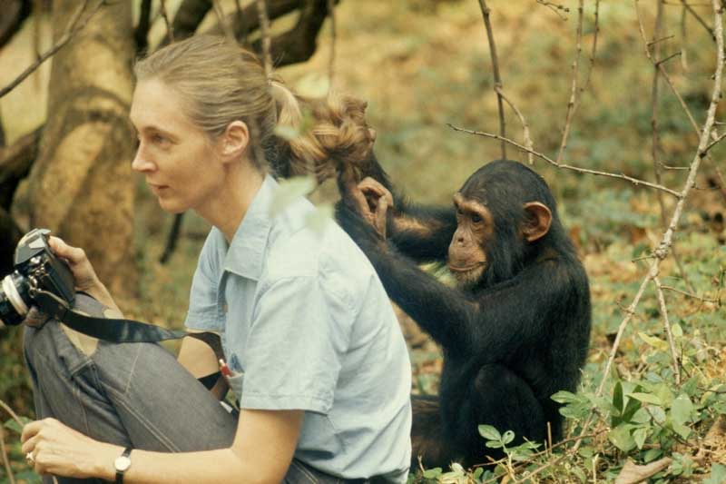 A lo largo de su trayectoria inspiró a millones con su mensaje de esperanza y acción. Su enfoque integral sobre la relación entre seres humanos, animales y naturaleza marcó un antes y un después en la ciencia y el activismo ambiental, consolidándola como una de las figuras más influyentes en la conservación global.