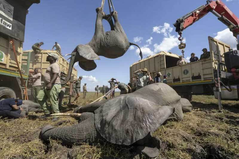 Ganadora en la categoría "Razones para la esperanza", tomada por Marcus Westberg. A mediados de 2022 fueron trasladados 263 elefantes desde el parque nacional de Liwonde hasta el de Kusungu, Malawi. Estas translocaciones recuerdan el desastre creado con la fragmentación y destrucción de hábitats. 