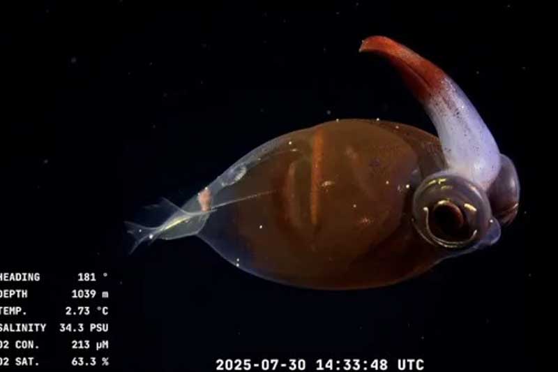 La misión, titulada Underwater Oases of Mar Del Plata Canyon, combina tecnología avanzada, investigación marina y conciencia ambiental. Utiliza el robot ROV SuBastian, capaz de descender hasta 3.900 metros y captar imágenes en ultra alta definición. Además de descubrir nuevas especies y ecosistemas, el equipo de más de 30 científicos argentinos también advirtió sobre el impacto de la contaminación plástica en la zona, lo que impulsó el pedido de crear una nueva área marina protegida.