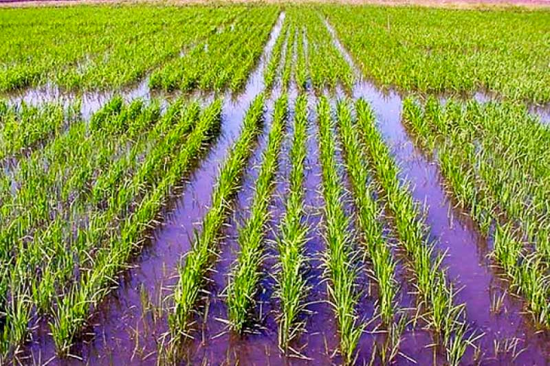  Arroz-Plantaciones-Superavit-Siembra-Expectativas