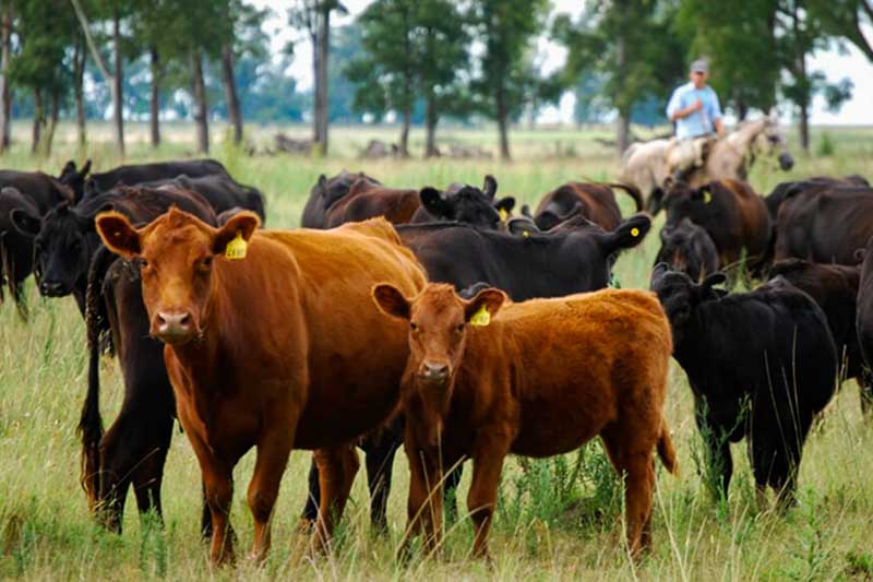  Economias regionales-Economia-Crisis-Yerba-Animales-Campo