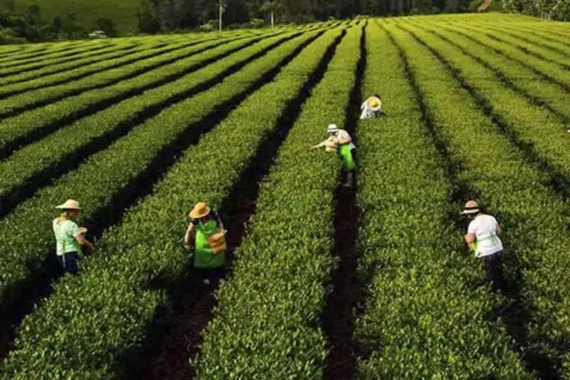 En marzo de 2016, mediante la resolución 13/2016, la Secretaría de Agregado de Valor había aprobado el protocolo y también el isologotipo para la IG Yerba Mate Argentina. Las marcas que lucen el valor agregado son Encuentro y Primera Cita, Chamarra, El Hachero, Don Leandro, Pampero, Rosamonte, Campeche, Kartha, Amanda, La Obereña, Primicia, Piporé, Mulita, Costa Norte, Urrutia, Natura, La Hoja, Insignia, Palermo e Indumar.