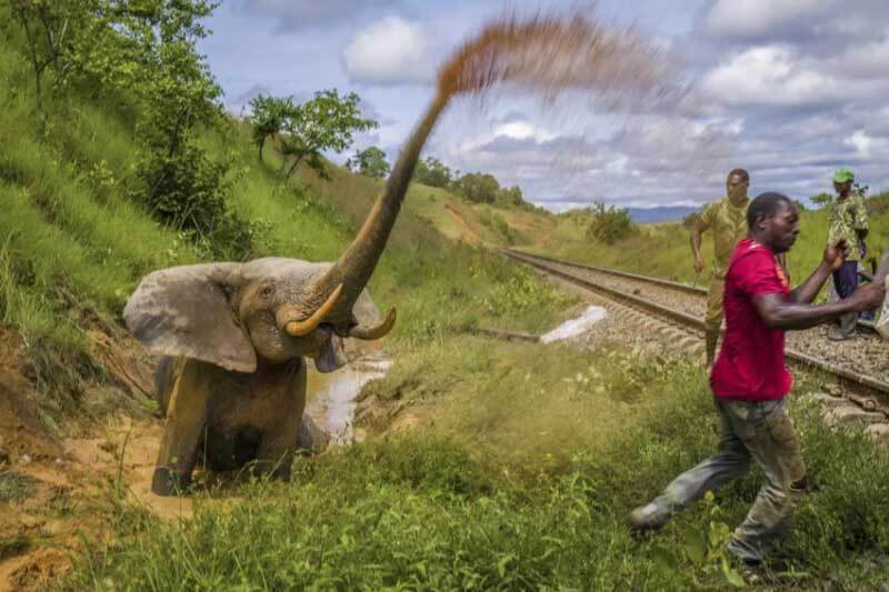 Esta fue tomada por Jasper Doest y resultó ganadora del gran premio de 2023, muestra a un elefante asustado y desafiante que ha sido atropellado por un tren de carga en el parque nacional Lopé, en Gabón. El animal sufrió una fractura en la cadera y luego murió.
