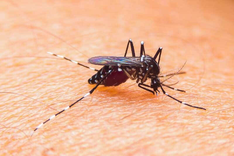 Brote histórico de dengue