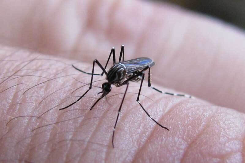 Aumentan los casos de dengue