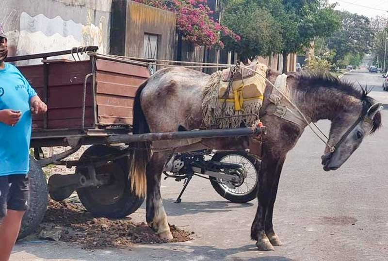 La Comuna creó una comisión constituida por funcionarios, familias de carreros y asociaciones civiles, para llevar adelante un plan que busca acoger a los trabajadores que utilizan animales en su proceso productivo o como medio de movilidad, teniendo en cuenta el bienestar animal y el orden en el tránsito, con el propósito de eliminar de manera progresiva este sistema de transporte que utilizan en toda la ciudad. 