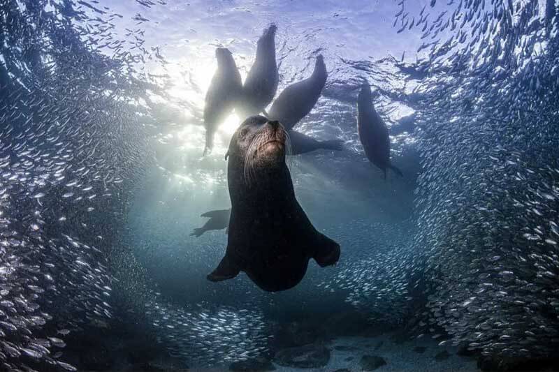 La imagen submarina está titulada "Mi reino", corresponde a Simon Biddie y es 
la ganadora del primer lugar en la categoría "Mundos oceánicos". 