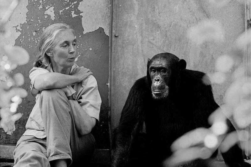 jane goodall-mundo-información-etologa