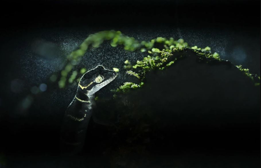 Esta es la ganadora del 2° lugar en la categoría "En el bosque". Pertenece a Soumyabrata Roy.