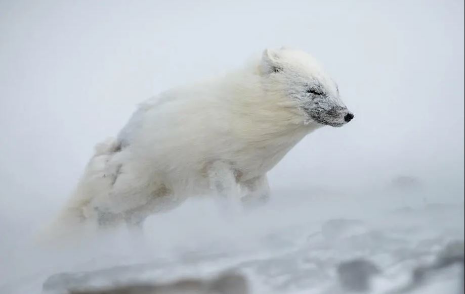 Un zorro polar en el invierno ártico, esta pertenece a  Knut M. Selmer y fue ganadora del 2° lugar en la categoría 