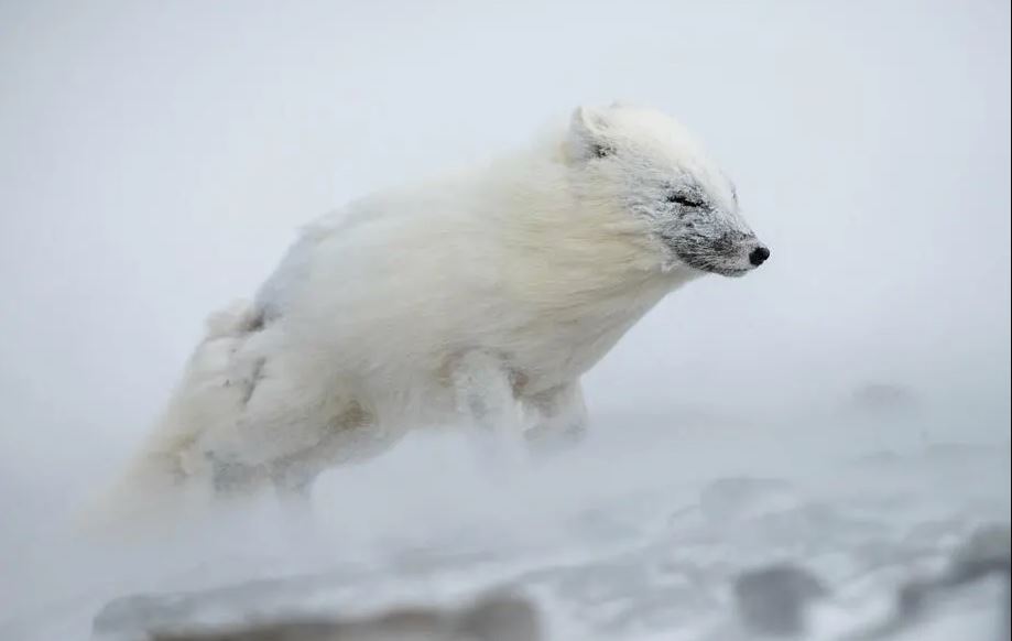 Un zorro polar en el invierno ártico, esta pertenece a  Knut M. Selmer y fue ganadora del 2° lugar en la categoría "Maravillas polares".  