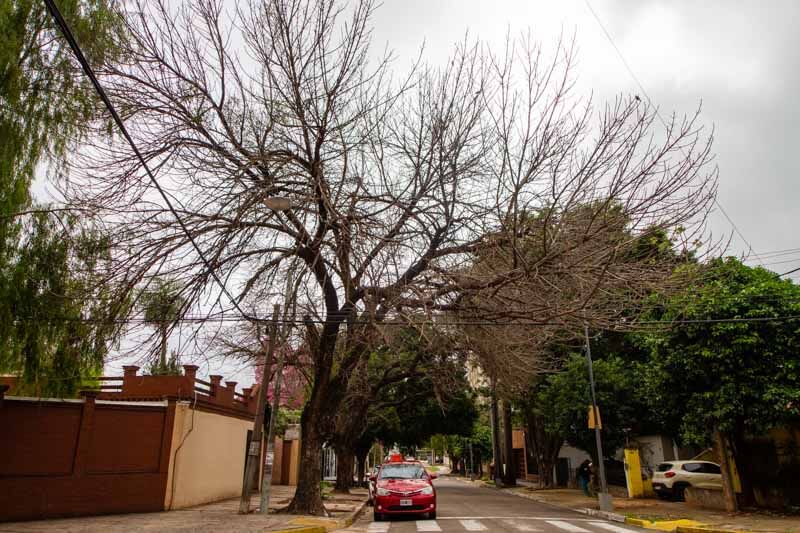 Las fuertes ráfagas de viento representan un riesgo significativo en las áreas urbanas, especialmente cuando los árboles no reciben el mantenimiento adecuado.