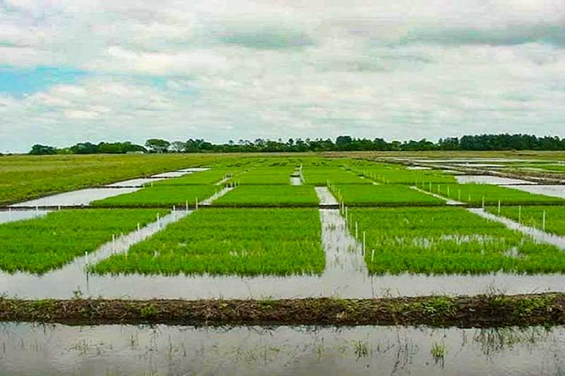 Con un marcado optimismo los productores programan el inicio de las labores, ya que, en comparación con el año anterior en que las represas estaban vacías, este año las lluvias de verano y de otoño permitieron dejarlas prácticamente llenas, con buenos caudales de los ríos y las lagunas.