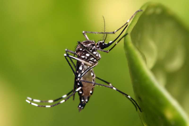 Una reciente investigación realizada en Argentina ha revelado una preocupante mutación en el mosquito Aedes aegypti, vector del dengue, zika y chikungunya, que lo vuelve más resistente a los insecticidas piretroides. El estudio, publicado en agosto de 2024 en la revista Parasites & Vectors, demostró que poblaciones de este mosquito, recolectadas en distintas regiones, presentan una resistencia elevada a dosis que antes resultaban letales. Esta nueva mutación, denominada V410L, es la primera registrada en el país.