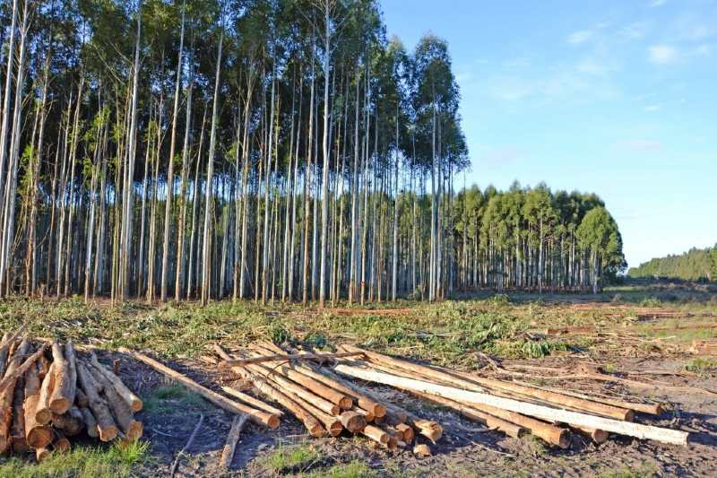 Corrientes -vale destacar- es una región con un importante potencial en esta área, siendo líder en superficie de bosques implantados en Argentina, pero con un porcentaje significativo de la madera producida (80%) exportada como materia prima a otras provincias, como Misiones y Entre Ríos, en lugar de ser industrializada localmente. Mayor información puede ser recabada en la página web www.corrientesforestoindustrial.com, o a través del correo electrónico info@corrientesforestoindustrial.com. 