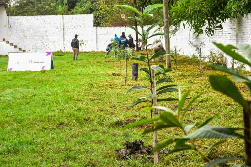 Hoy por la mañana realizaron la plantación de 30 árboles en la parroquia San Juan Bautista, y otros 20 en diversos sitios del barrio Aldana y parte del Bañado Norte, radio en que tiene jurisdicción dicha comunidad religiosa, como actividad previa a la festividad en honor al patrono de la ciudad, cuyos actos centrales se llevarán a cabo el lunes 24 de junio.