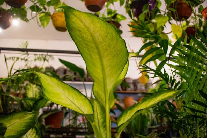Los científicos están desarrollando una nueva generación de plantas específicamente diseñadas para ser más eficientes en la purificación del aire, pero aún así no se puede depender únicamente de las plantas para limpiar el aire interior.