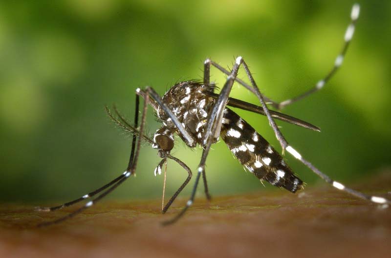 La vacuna protege contra los cuatro serotipos del virus del dengue. Según la OMS, alrededor de 500 millones de personas en las Américas están en riesgo de contraer la enfermedad, causando un alto número de infecciones y muertes anuales. 