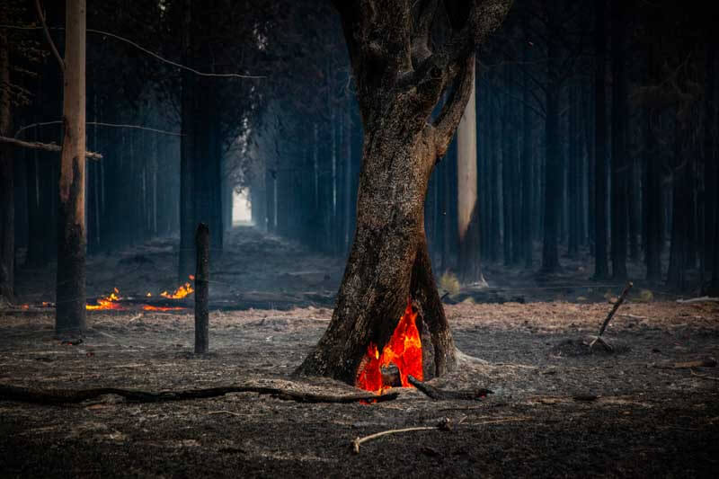 Brasil, que posee la mayor extensión de bosque tropical del planeta, perdió 2,8 millones de hectáreas —el 42% del total global—, especialmente en la Amazonía y El Pantanal. Bolivia, por su parte, duplicó su pérdida respecto al año anterior, alcanzando 1,8 millones de hectáreas. Los investigadores advierten que la destrucción de estos ecosistemas vitales, que almacenan grandes cantidades de carbono, podría acelerar el cambio climático.