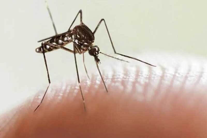 En esta provincia, como en el resto de la región Nordeste, está declarada la circulación viral de la enfermedad transmitida por el mosquito Aedes aegypti, y se evidencia un avance en la circulación del serotipo denv-2, en cocirculación con el serotipo denv-1, y una muy baja incidencia de la variante denv-3.